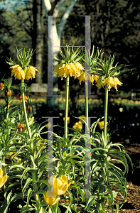 Picture of Fritillaria collina 