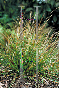 Picture of Sesleria autumnalis 