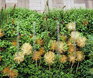 Picture of Allium giganteum 