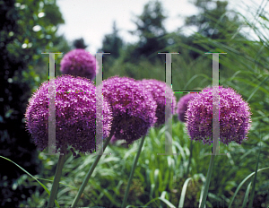 Picture of Allium aflatunense 