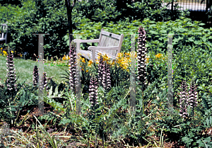 Picture of Acanthus balcanicus 