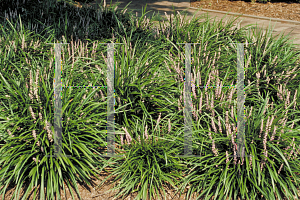 Picture of Liriope muscari 'Big Blue'