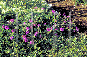 Picture of Verbena rigida 