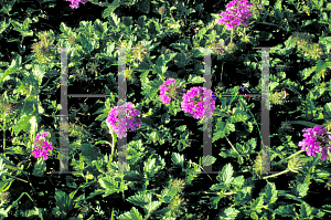 Picture of Verbena rigida 