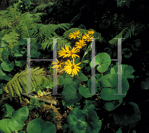 Picture of Ligularia dentata 'Othello'