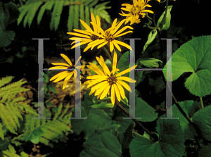 Picture of Ligularia dentata 'Othello'