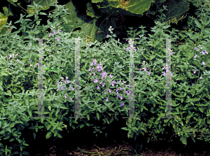 Picture of Nepeta x faassenii 