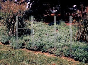 Picture of Nepeta x faassenii 