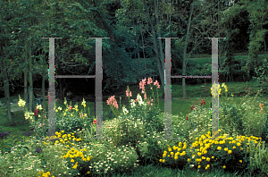 Picture of Antirrhinum majus 