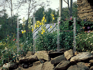 Picture of Antirrhinum majus 