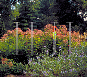 Picture of Eupatorium purpureum 