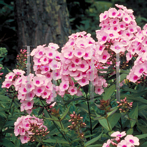 Picture of Phlox paniculata 'Bright Eyes'