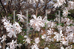 Picture of Magnolia stellata 