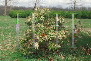 Picture of Pieris japonica 