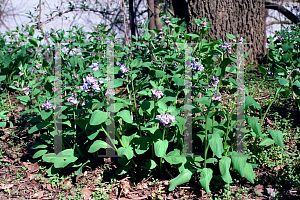 Picture of Mertensia virginica 