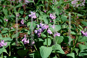 Picture of Mertensia virginica 