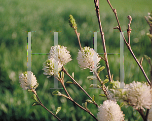 Picture of Fothergilla gardenii 