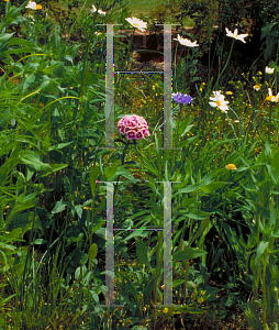 Picture of Dianthus barbatus 