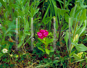 Picture of Dianthus barbatus 