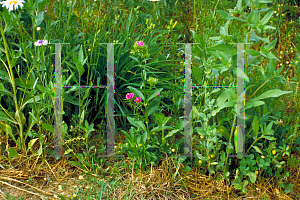 Picture of Dianthus barbatus 