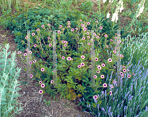 Picture of Potentilla nepalensis 'Miss Willmott'