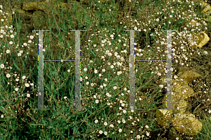 Picture of Gypsophila paniculata 