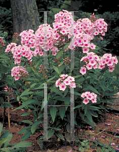 Picture of Phlox paniculata 'Bright Eyes'