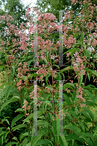 Picture of Eupatorium purpureum 