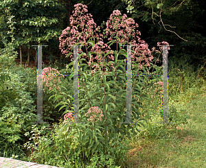 Picture of Eupatorium purpureum 