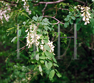 Picture of Robinia pseudoacacia 