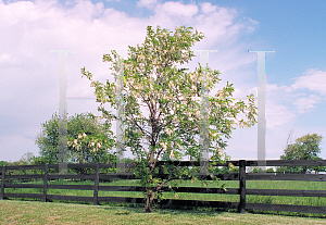 Picture of Robinia pseudoacacia 