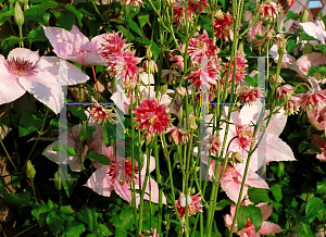 Picture of Aquilegia x hybrida 