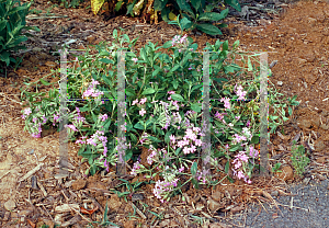 Picture of Saponaria ocymoides 