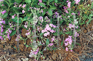 Picture of Saponaria ocymoides 