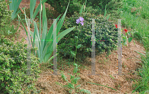 Picture of Polemonium caeruleum 