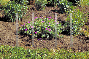 Picture of Geranium sanguineum 