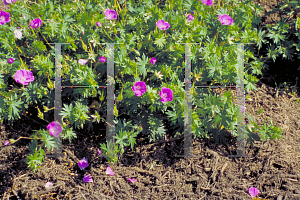 Picture of Geranium sanguineum 