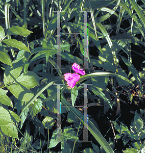 Picture of Tradescantia x andersoniana 