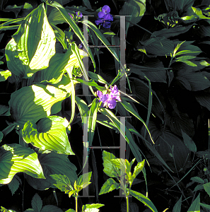 Picture of Tradescantia x andersoniana 