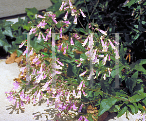 Picture of Penstemon barbatus 