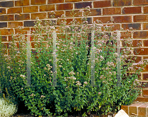 Picture of Origanum vulgare 