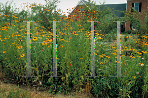 Picture of Coreopsis tinctoria 