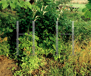 Picture of Actaea racemosa 