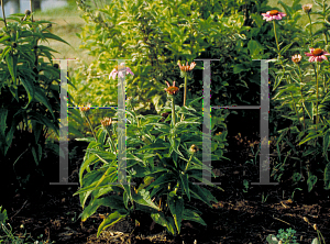 Picture of Echinacea purpurea 