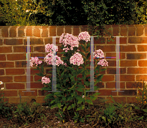 Picture of Phlox paniculata 'Bright Eyes'