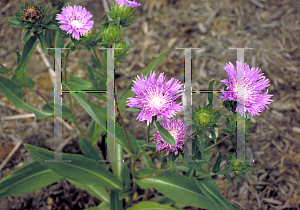 Picture of Stokesia laevis 