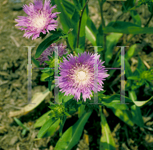 Picture of Stokesia laevis 