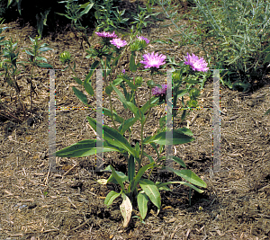 Picture of Stokesia laevis 