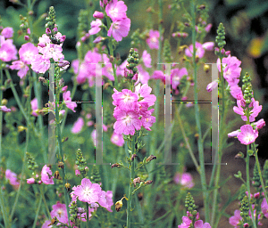 Picture of Sidalcea malviflora 'Elsie Heugh'