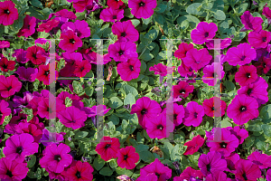 Picture of Petunia x hybrida 'Purple Wave'